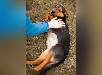 Tilly ❤️ bezaubernde junge Dackel-Hündin