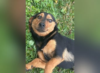 Tilly ❤️ bezaubernde junge Dackel-Hündin