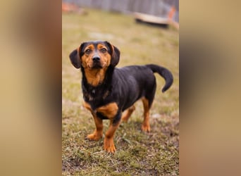 Tilly ❤️ bezaubernde junge Dackel-Hündin