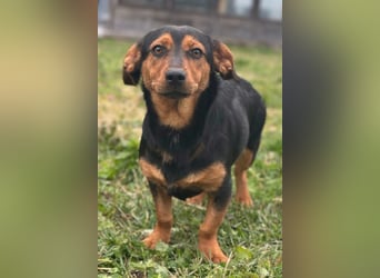 Tilly ❤️ bezaubernde junge Dackel-Hündin