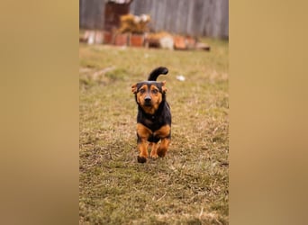 Tilly ❤️ bezaubernde junge Dackel-Hündin