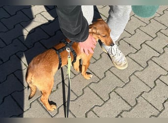 Dackel-Mix-Rüde ♥ Luca ♥ wartet schon in 48153 Münster
