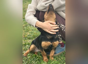 Tilly ❤️ bezaubernde junge Dackel-Hündin