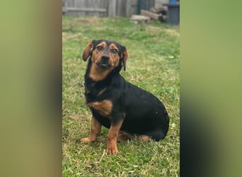 Tilly ❤️ bezaubernde junge Dackel-Hündin