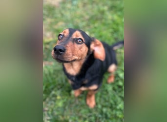 Tilly ❤️ bezaubernde junge Dackel-Hündin