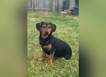 Tilly ❤️ bezaubernde junge Dackel-Hündin
