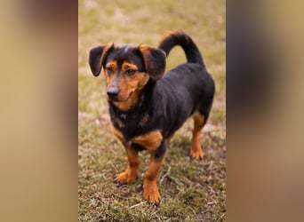 Tilly ❤️ bezaubernde junge Dackel-Hündin