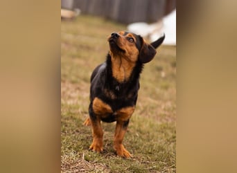 Tilly ❤️ bezaubernde junge Dackel-Hündin