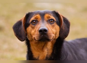 Tilly ❤️ bezaubernde junge Dackel-Hündin