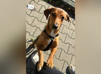 Dackel-Mix-Rüde ♥ Luca ♥ wartet schon in 48153 Münster