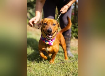 PIPPILOTTA❤️ verschmustes, fröhliches Dackel-Mix-Mädel