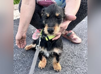 Dolly ein kleines Welpenmädchen