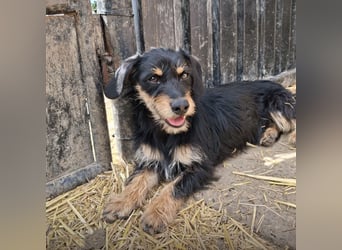 Dolly ein kleines Welpenmädchen