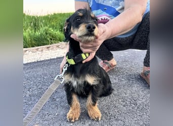 Dolly ein kleines Welpenmädchen