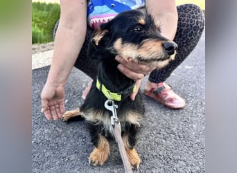 Dolly ein kleines Welpenmädchen
