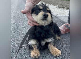 Pepy ein kleiner Schatz