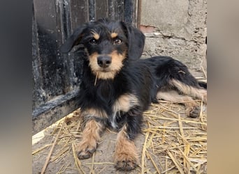 Dolly ein kleines Welpenmädchen