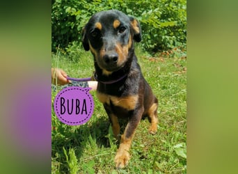 Buba eine zarte winzige Mimosenblüte