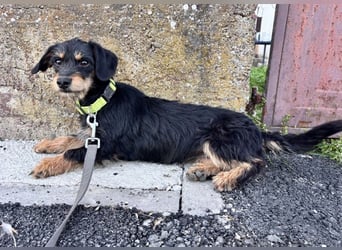 Dolly ein kleines Welpenmädchen