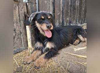 Dolly ein kleines Welpenmädchen
