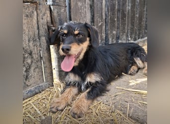 Dolly ein kleines Welpenmädchen