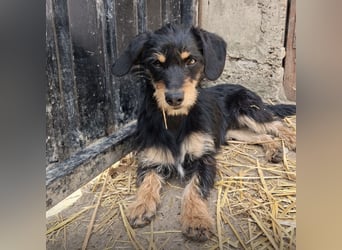 Dolly ein kleines Welpenmädchen