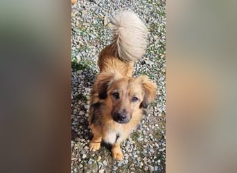 Cameron, Mixrüde, geb. 2024, sehr lernwillig