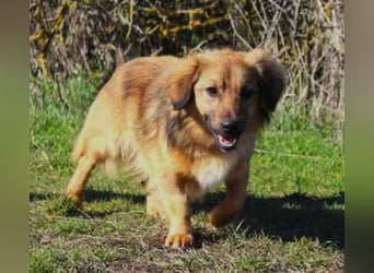 Cameron, Mixrüde, geb. 2024, sehr lernwillig