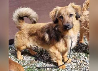 Cameron, Mixrüde, geb. 2024, sehr lernwillig