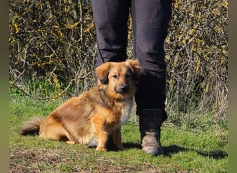 Cameron, Mixrüde, geb. 2024, sehr lernwillig