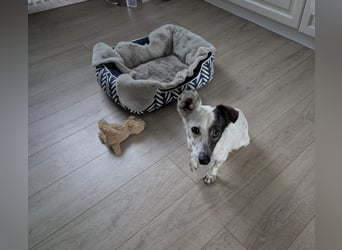 Lupa, eine fröhliche unkomplizierte Hündin