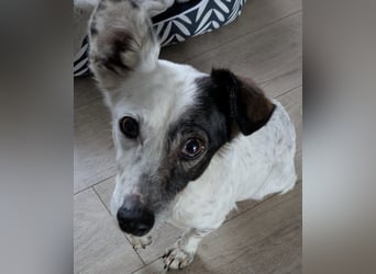 Lupa, eine fröhliche unkomplizierte Hündin