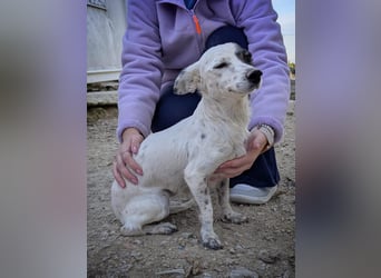 Lupa, eine fröhliche unkomplizierte Hündin