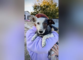 Lupa, eine fröhliche unkomplizierte Hündin