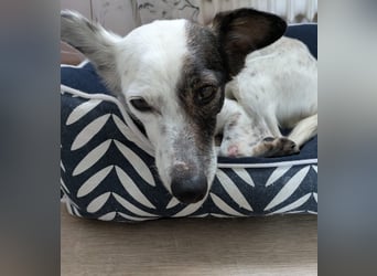 Lupa, eine fröhliche unkomplizierte Hündin