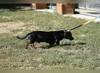 Archer
