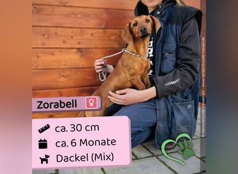 Zorabell
