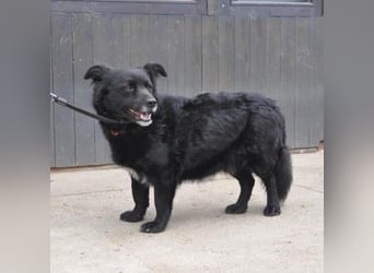 Otto möchte so gern ein Zuhause für immer