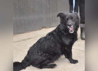 Otto möchte so gern ein Zuhause für immer