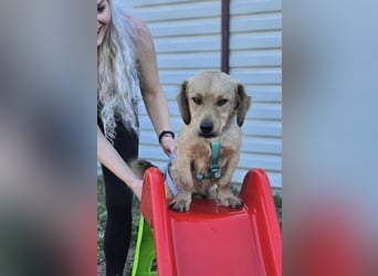 KALLE ❤️ ein Dackel Mix Schatz, Pflegefamilie Kevelaer