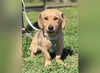 KALLE ❤️ ein Dackel Mix Schatz, Pflegefamilie Kevelaer