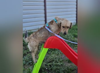 KALLE ❤️ ein Dackel Mix Schatz, Pflegefamilie Kevelaer