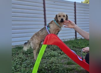 KALLE ❤️ ein Dackel Mix Schatz, Pflegefamilie Kevelaer
