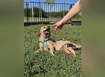 KALLE ❤️ ein Dackel Mix Schatz, Pflegefamilie Kevelaer