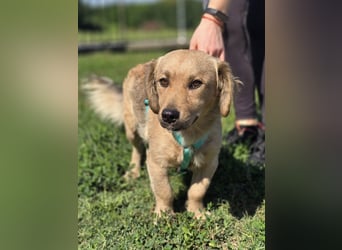 KALLE ❤️ ein Dackel Mix Schatz, Pflegefamilie Kevelaer