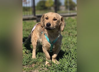 KALLE ❤️ ein Dackel Mix Schatz, Pflegefamilie Kevelaer