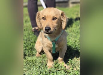 KALLE ❤️ ein Dackel Mix Schatz, Pflegefamilie Kevelaer