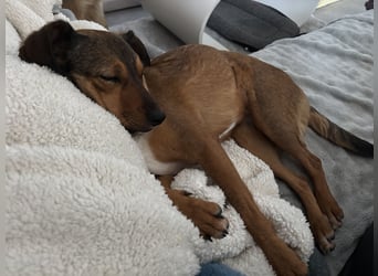 Rizza ein Gute-Laune-Bringer