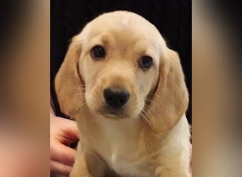 Achilles - Ein Herz, sieben Geschwister, eine Mama
