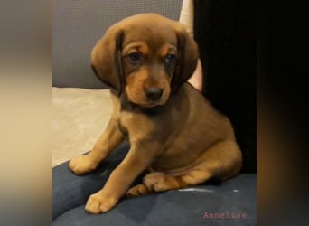 Annelise - Ein Herz, sieben Geschwister, eine Mama